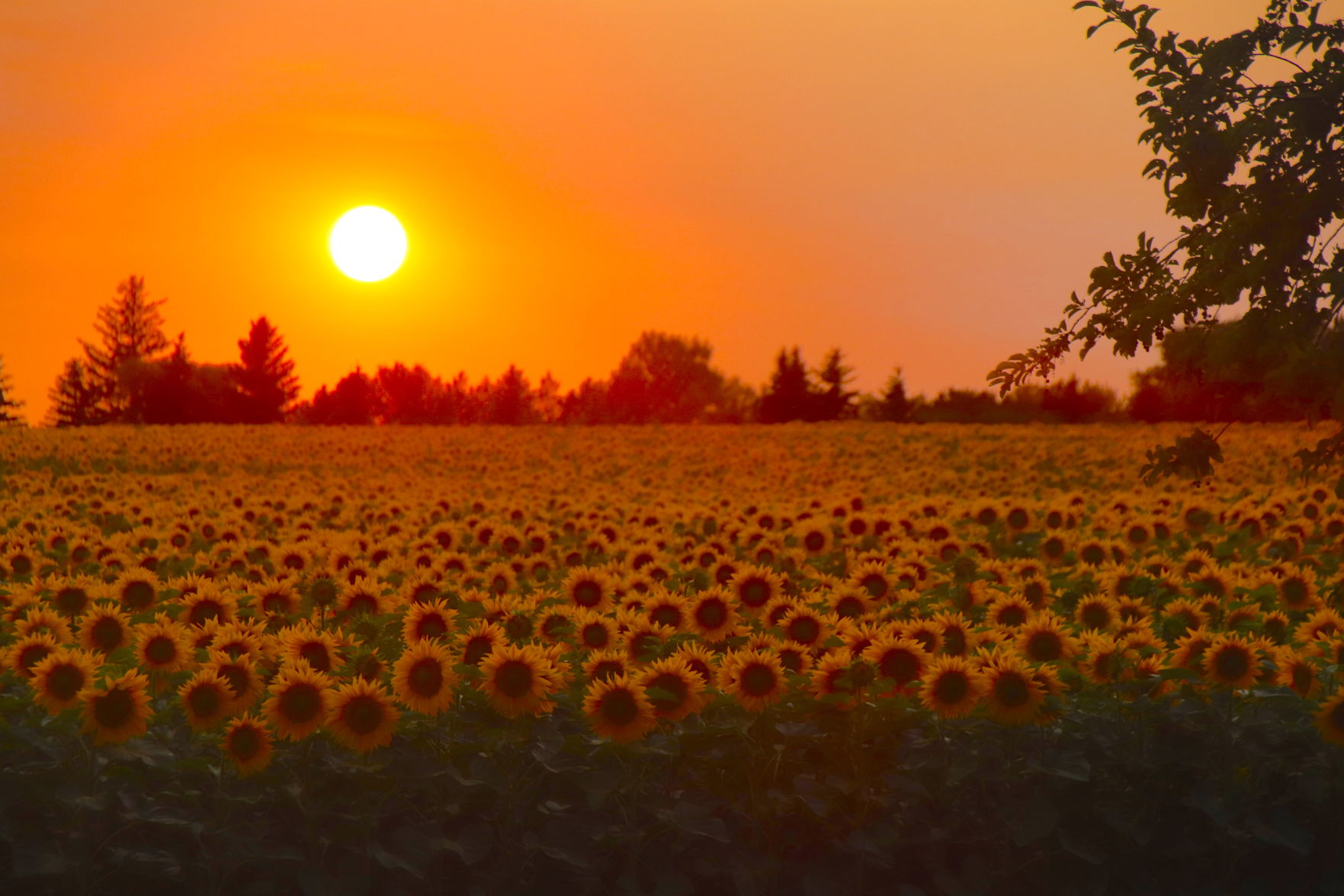 Golden Glory